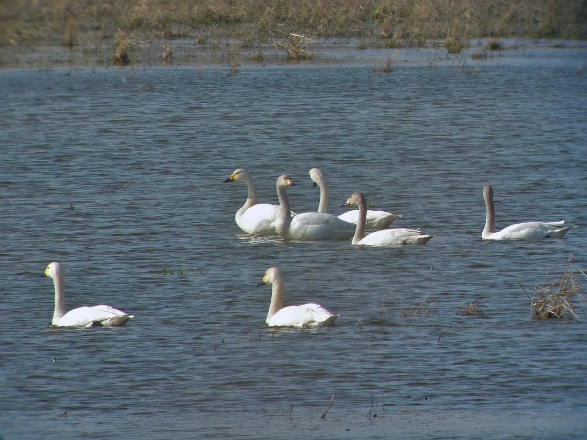 Tundra Swan - ML511800461
