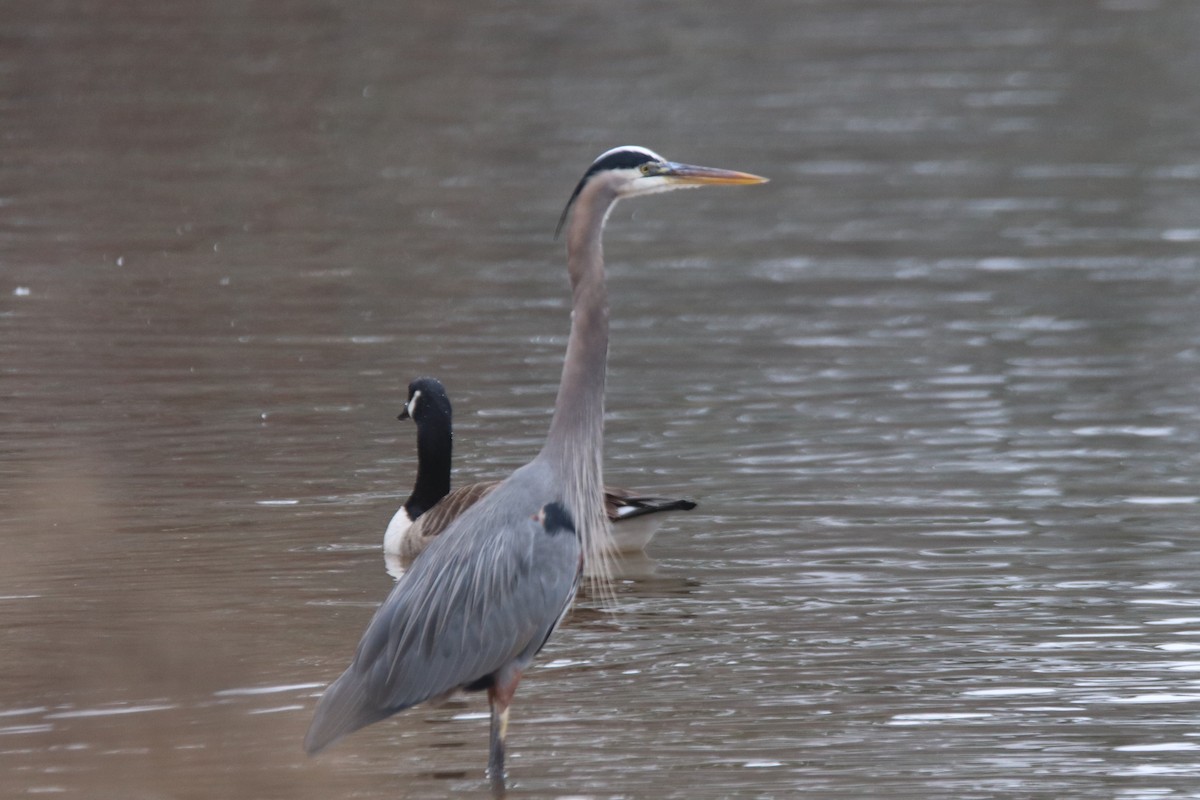 Great Blue Heron - ML511800651