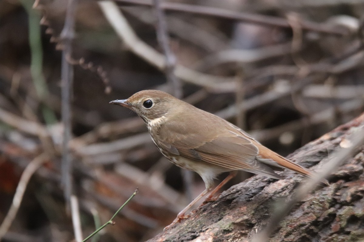 Hermit Thrush - ML511800731