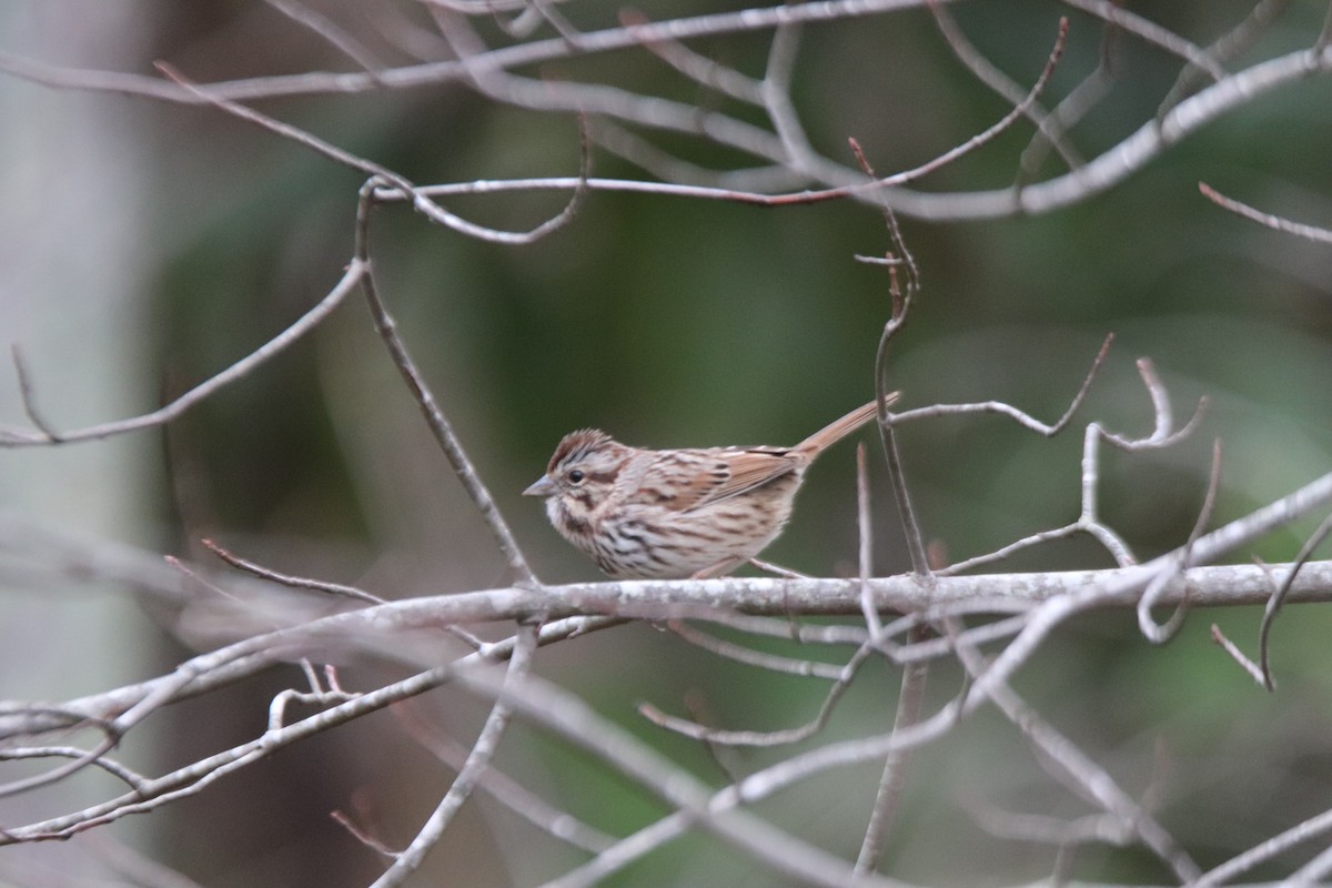 Song Sparrow - ML511800761