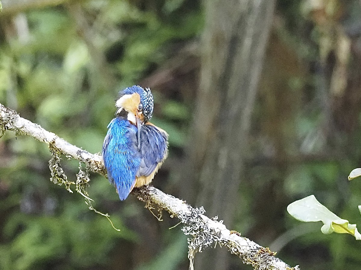 Malagasy Kingfisher - ML511801091