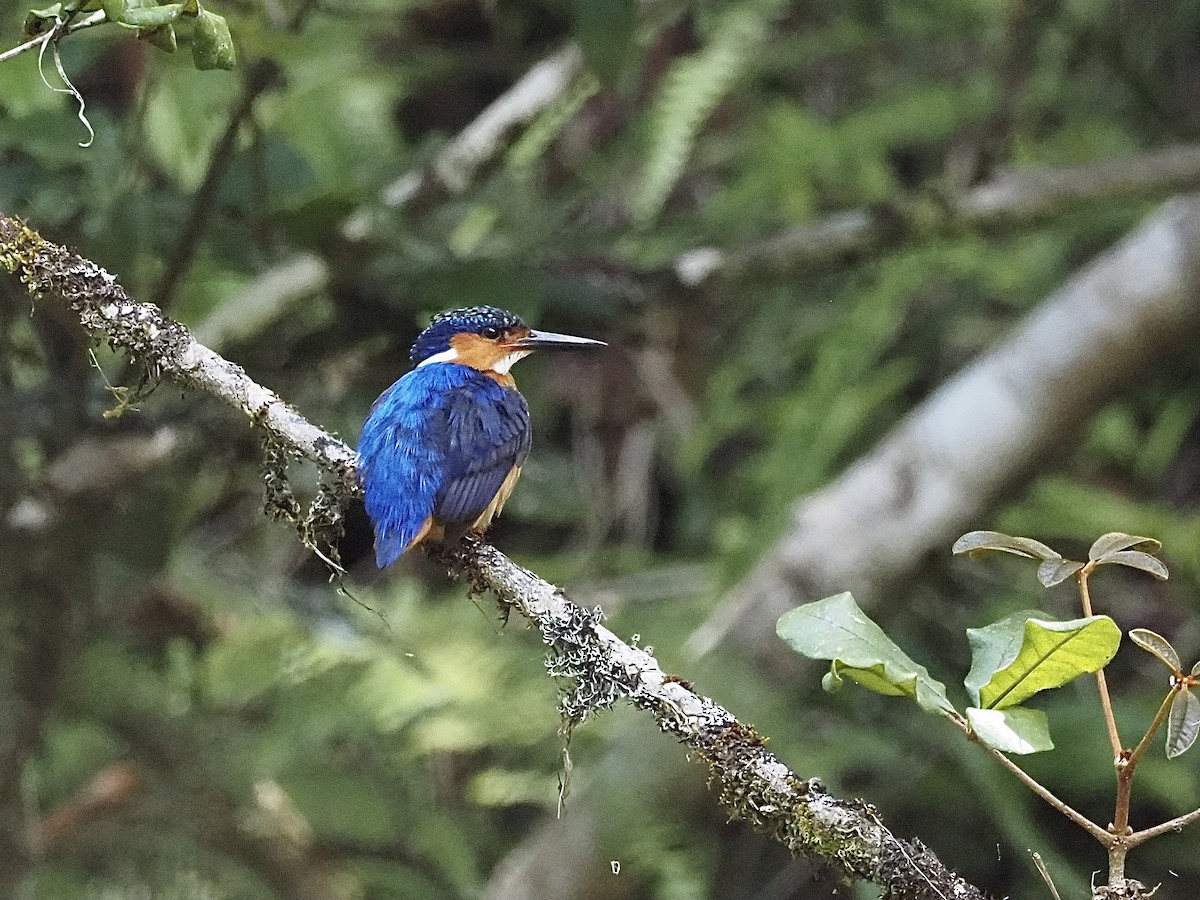 Malagasy Kingfisher - ML511801101