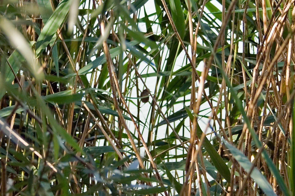 Common Reed Warbler - ML511802201