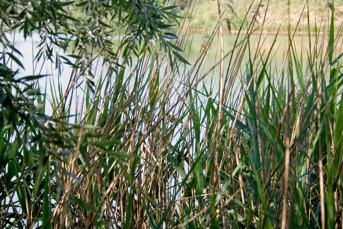 Common Reed Warbler - ML511802211