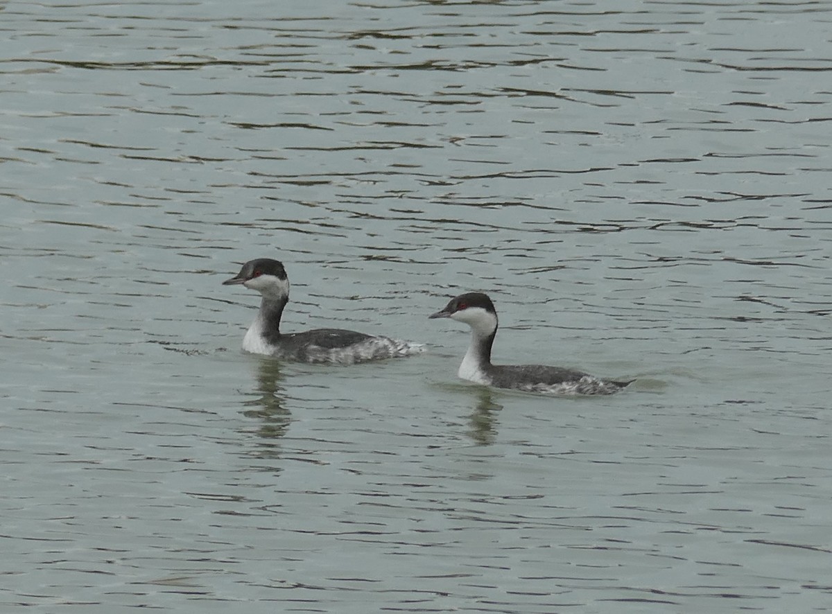 Horned Grebe - ML511803061