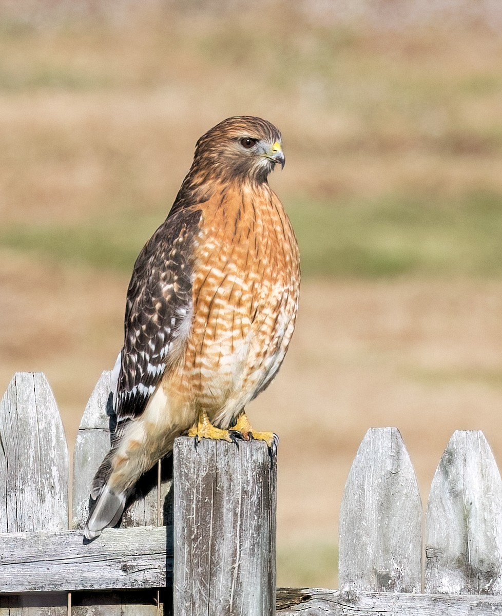 Red-shouldered Hawk - ML511803671