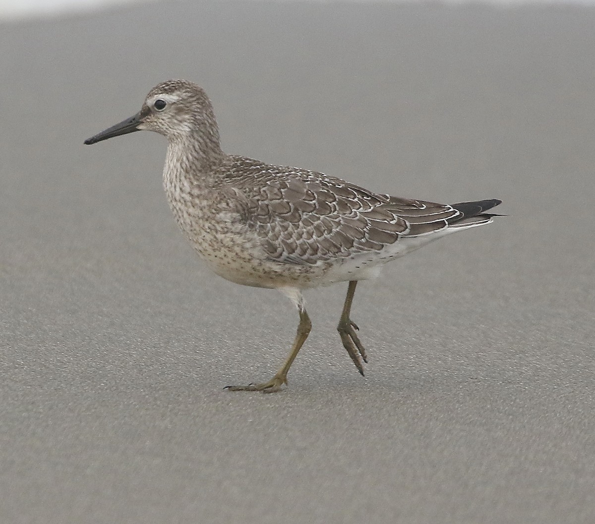 Red Knot - ML511804501