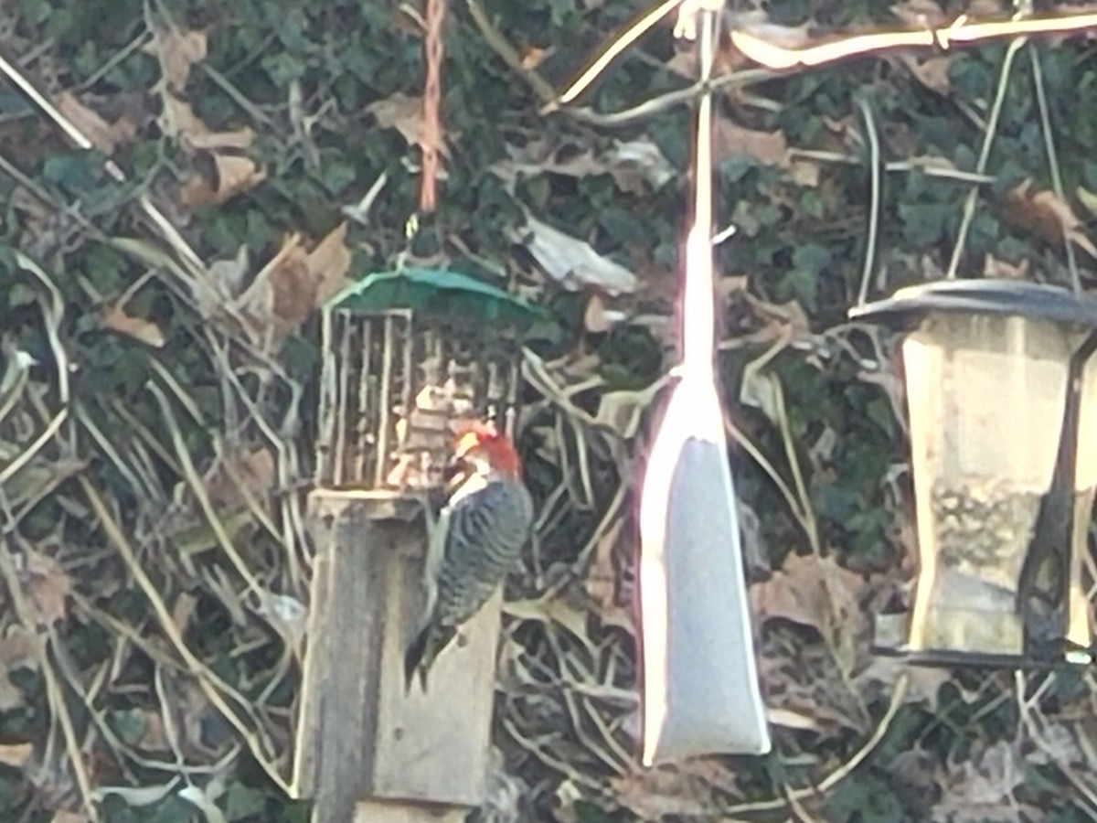 Red-bellied Woodpecker - ML511806011