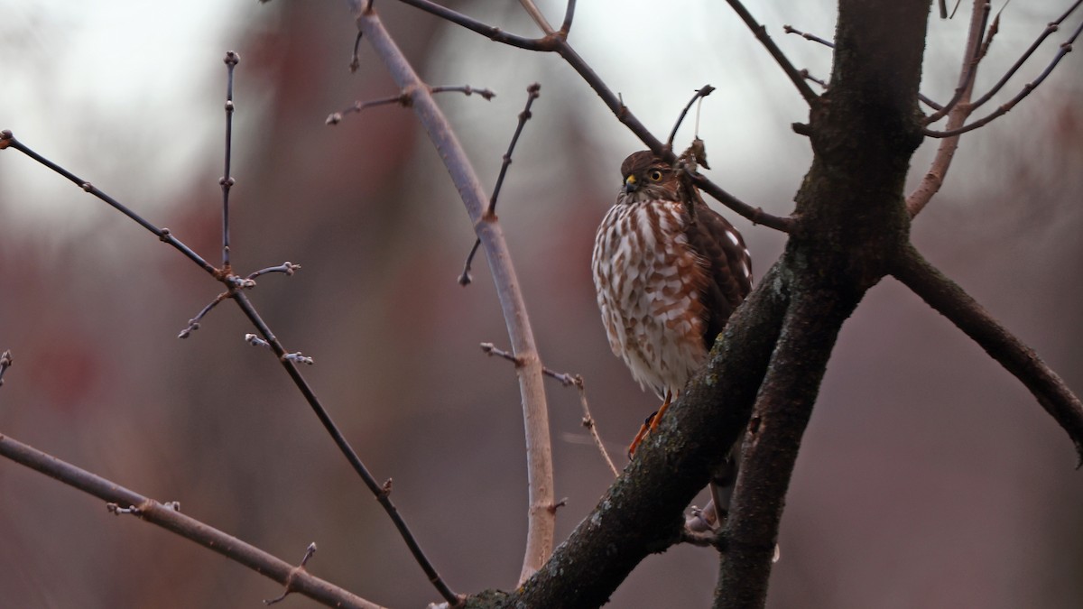 Sharp-shinned Hawk - ML511807691