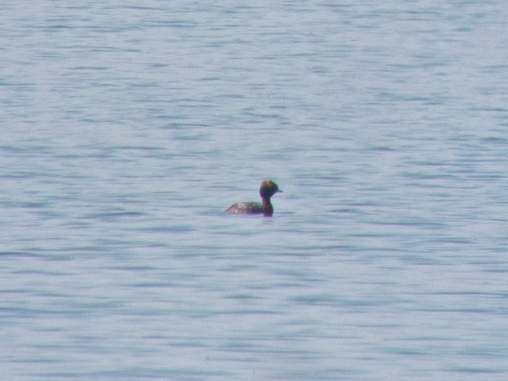 Horned Grebe - ML511807731