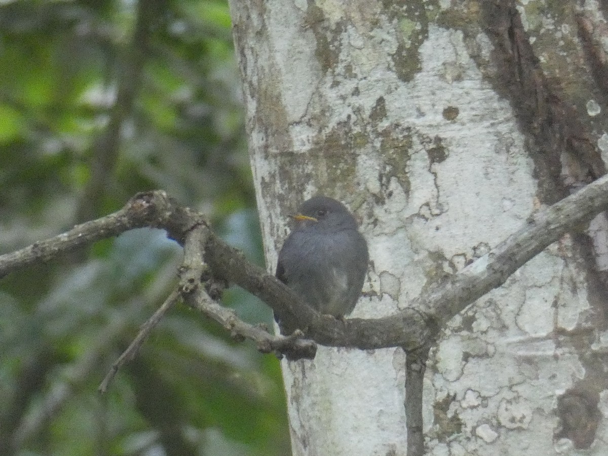 Yellow-footed Flycatcher - ML511807791