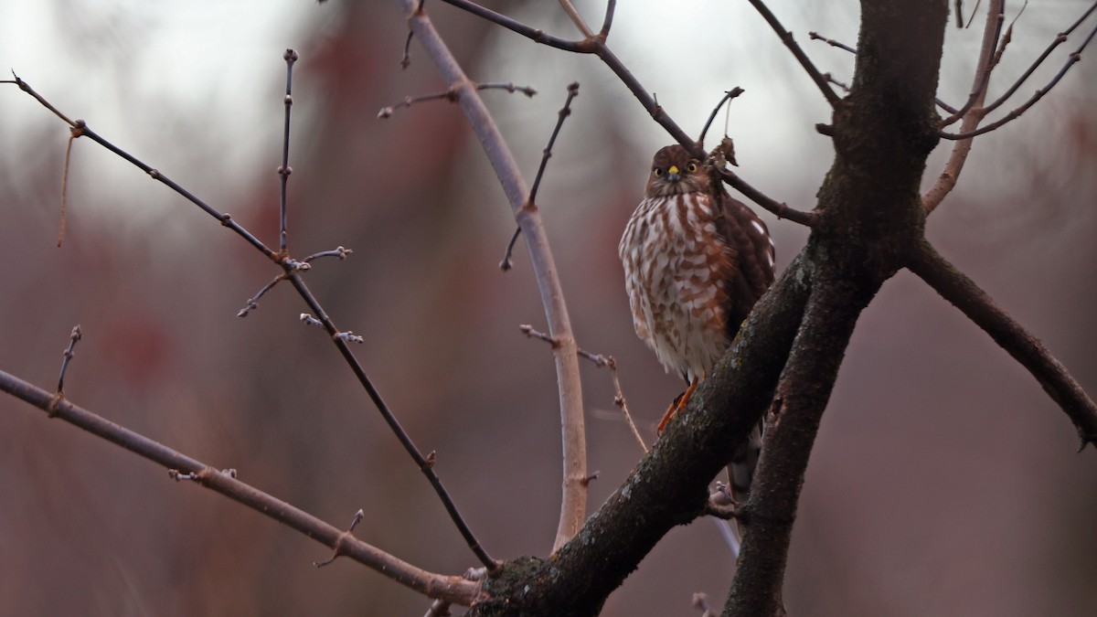 Sharp-shinned Hawk - ML511807801