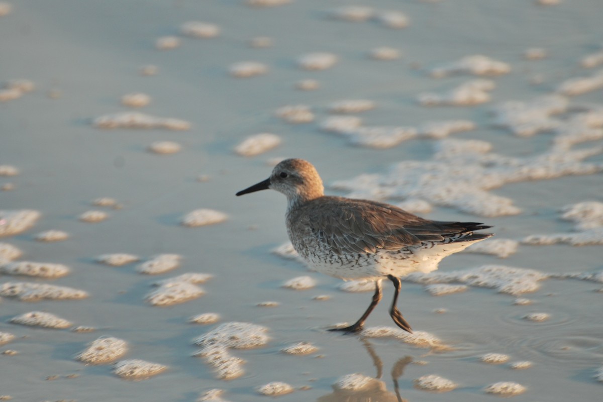 Red Knot - Tom Bisko