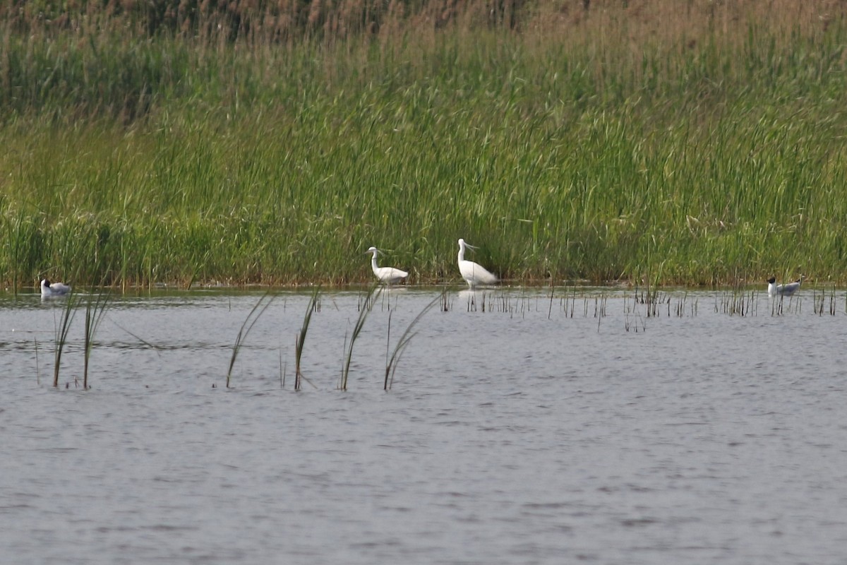 Little Egret - ML511808301