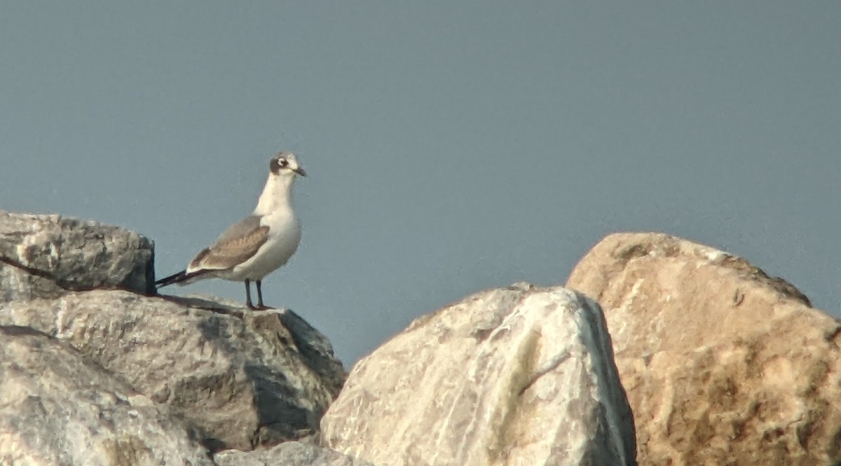 Franklin's Gull - ML511808311