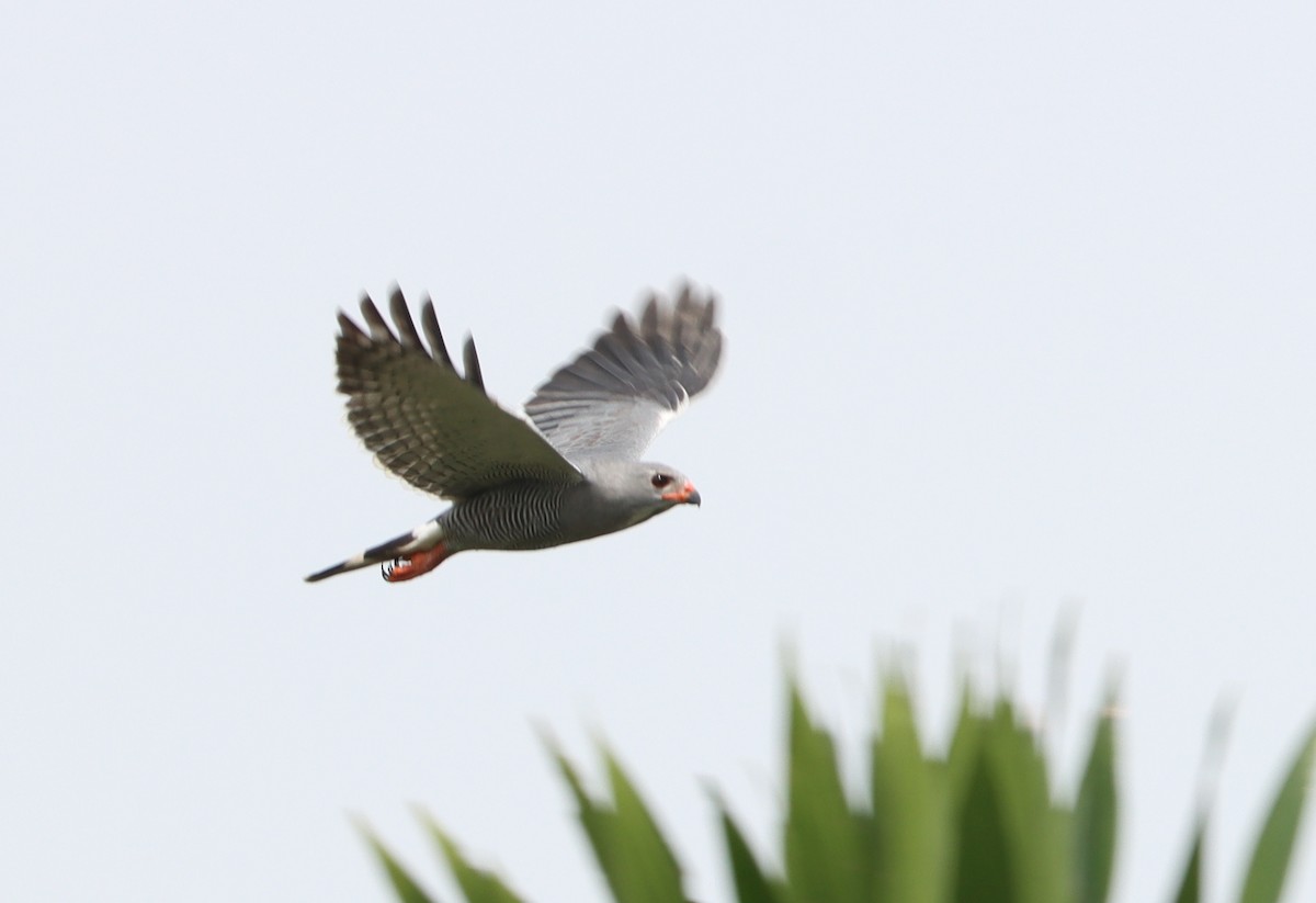 Lizard Buzzard - ML511809121