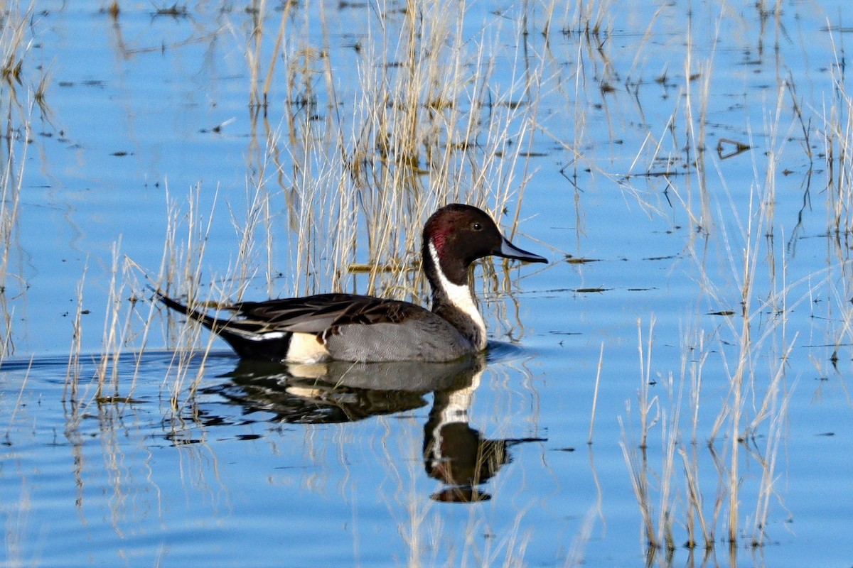 Northern Pintail - ML511809661