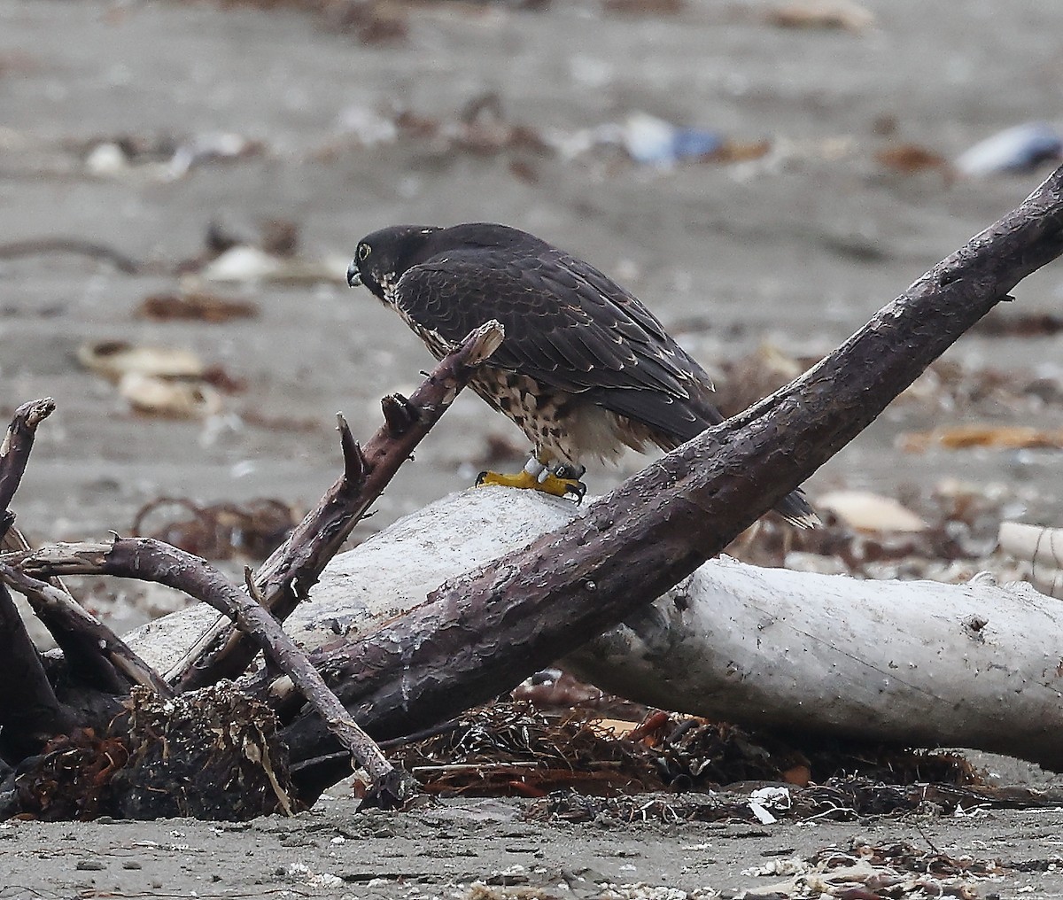 Peregrine Falcon - ML511809971