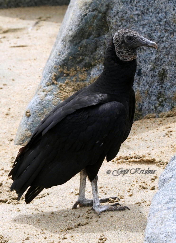 Black Vulture - Gopi Krishna