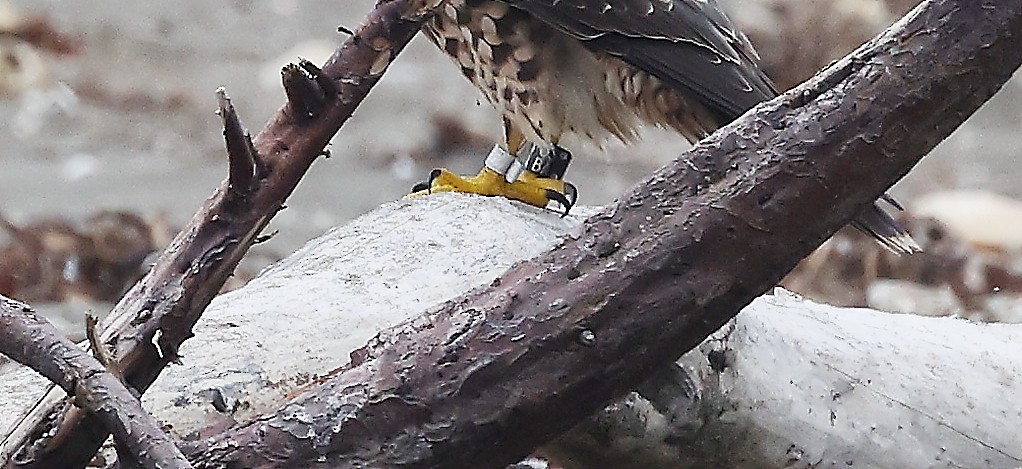 Peregrine Falcon - ML511810131