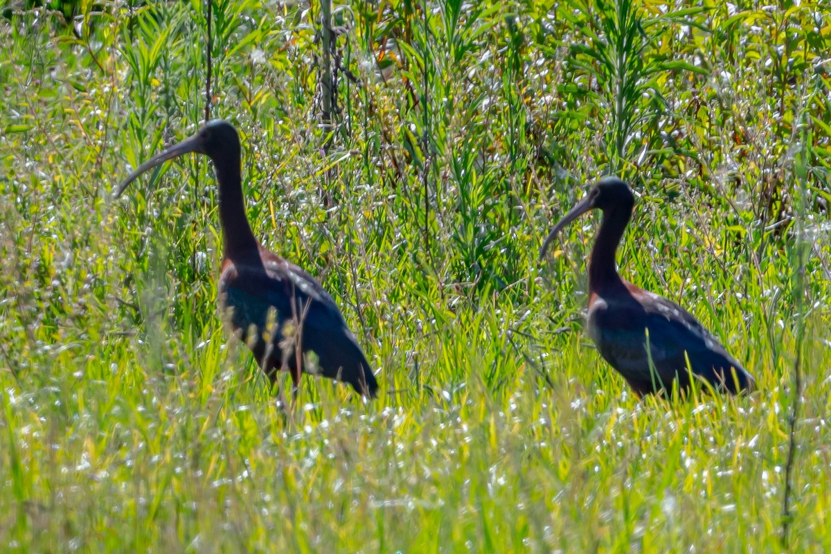 White-faced Ibis - ML511811271