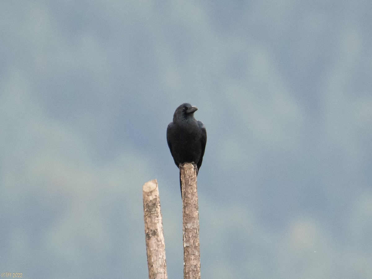 Large-billed Crow - T I