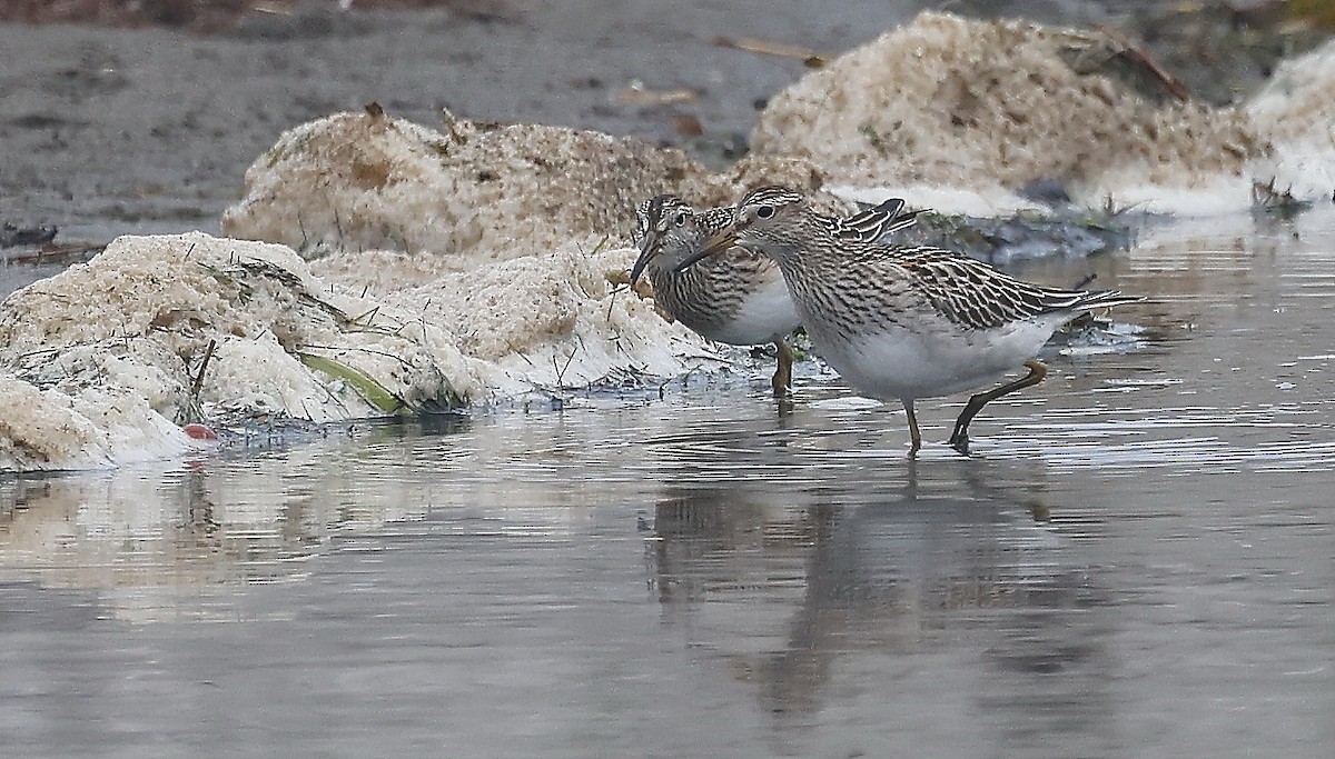 Pectoral Sandpiper - ML511813401