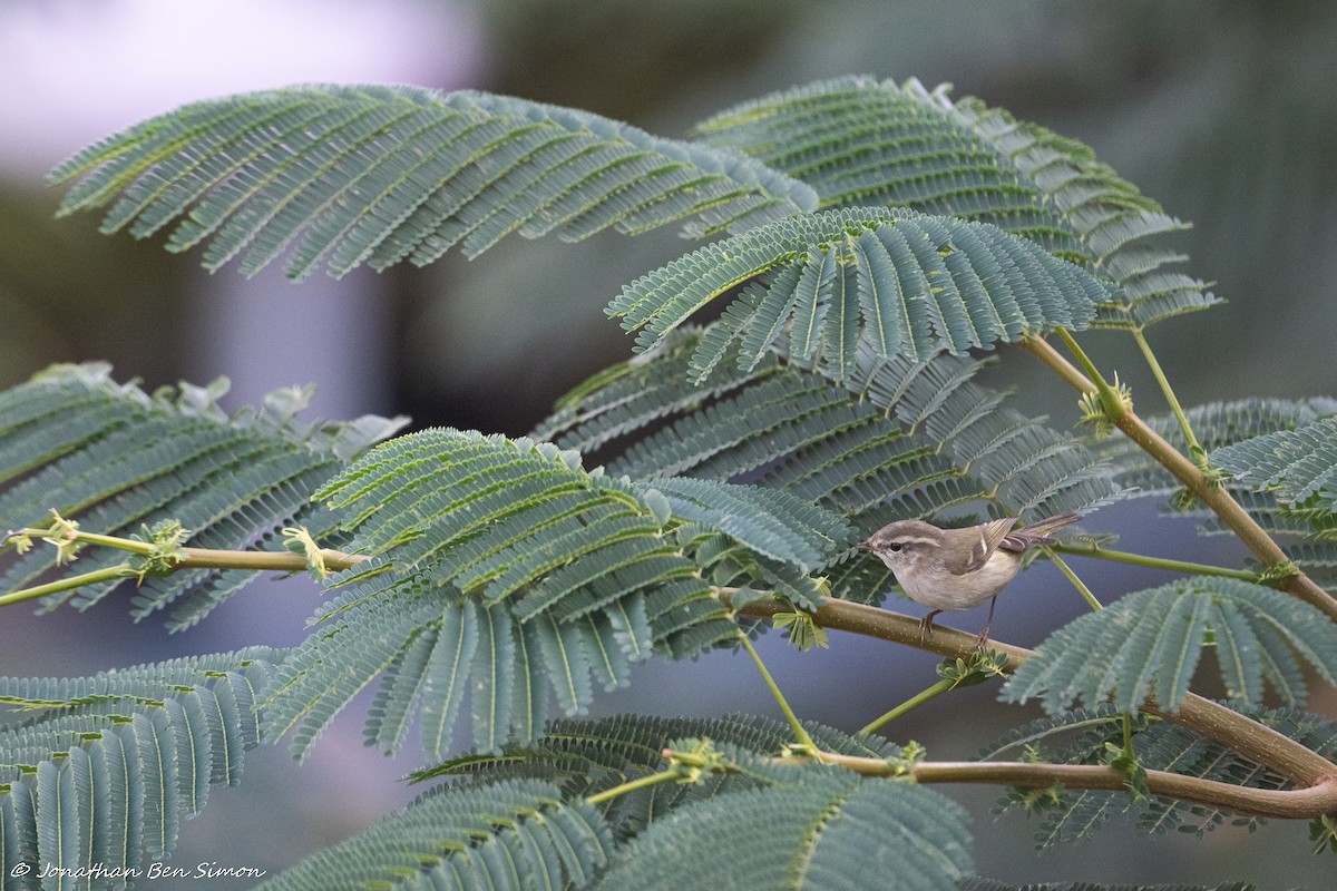 Hume's Warbler - ML511813411
