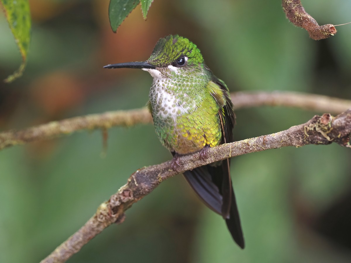 kolibřík císařský - ML511813621