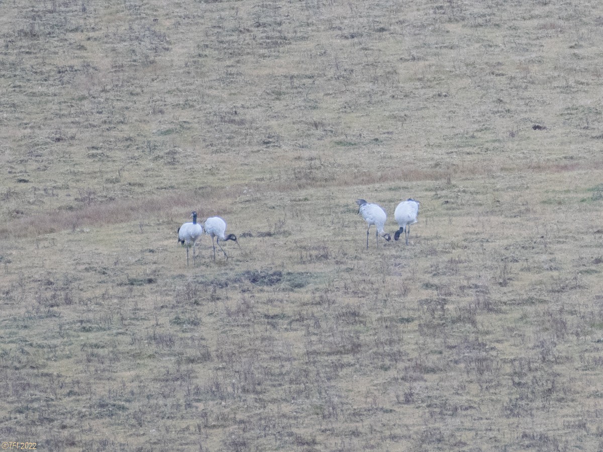 Black-necked Crane - ML511814641