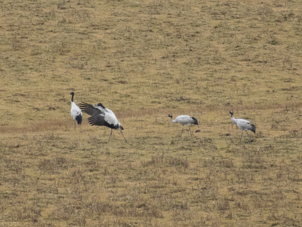 Black-necked Crane - ML511814771