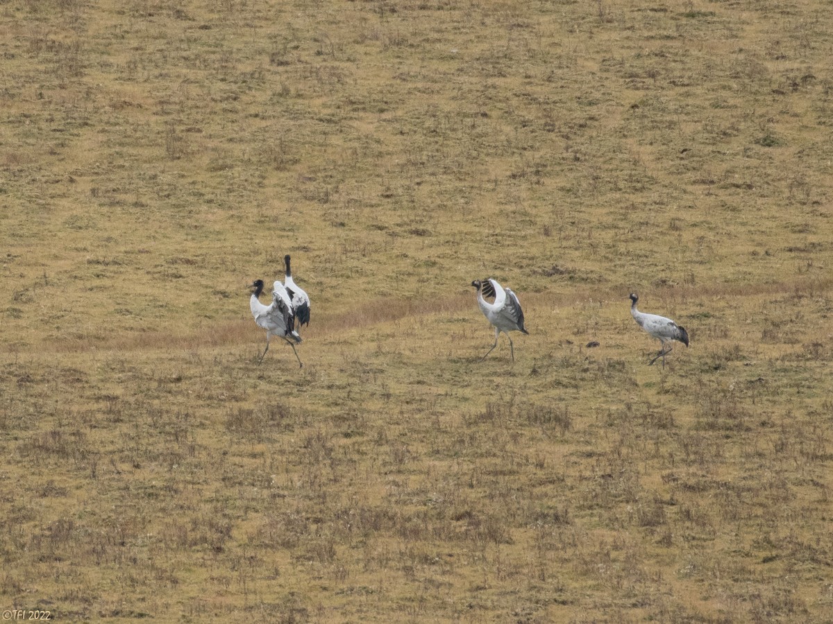 Black-necked Crane - ML511814801