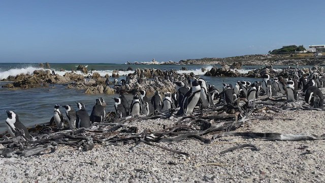 Pingüino de El Cabo - ML511814841