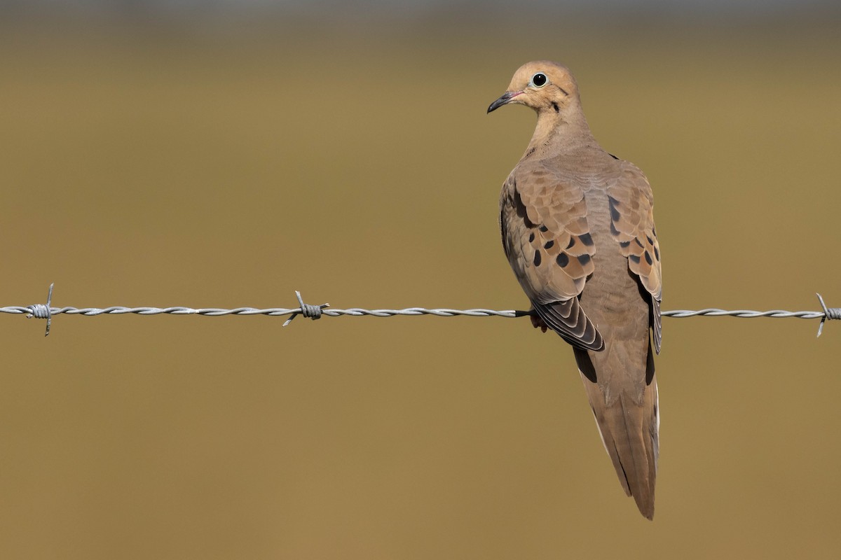 Mourning Dove - ML511815321