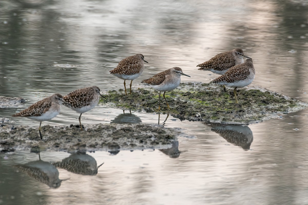 Wood Sandpiper - ML511815391