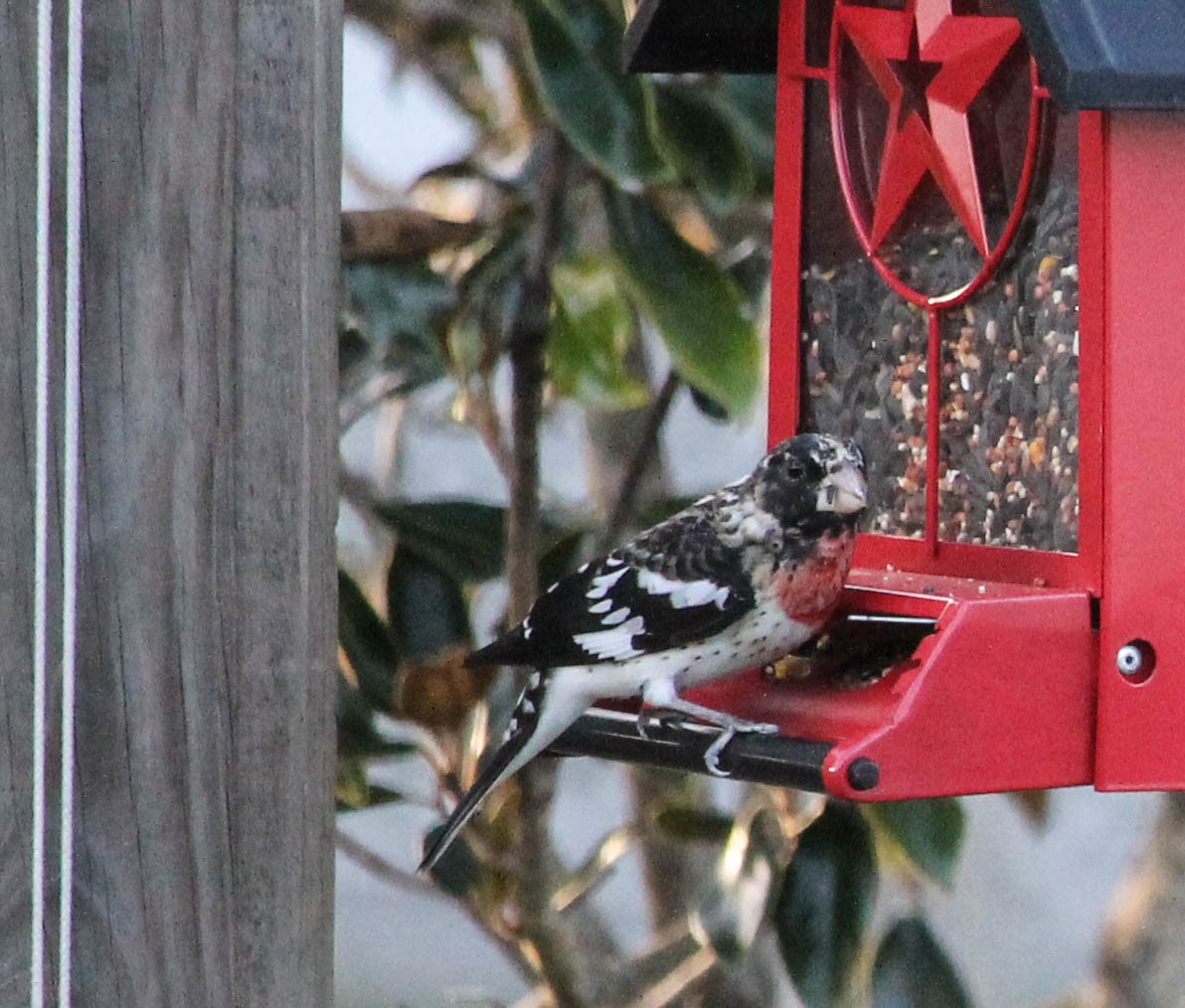 Rose-breasted Grosbeak - Jamie Pipher