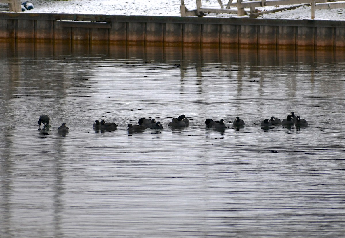 American Coot - ML511816621