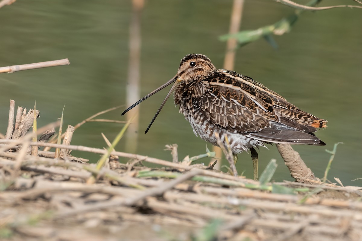 Common Snipe - ML511816931