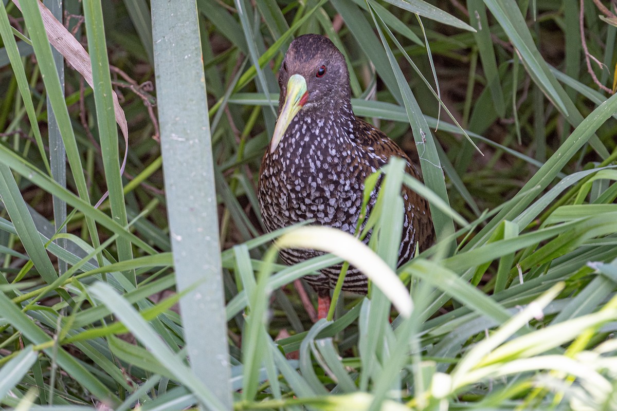 Spotted Rail - ML511817151