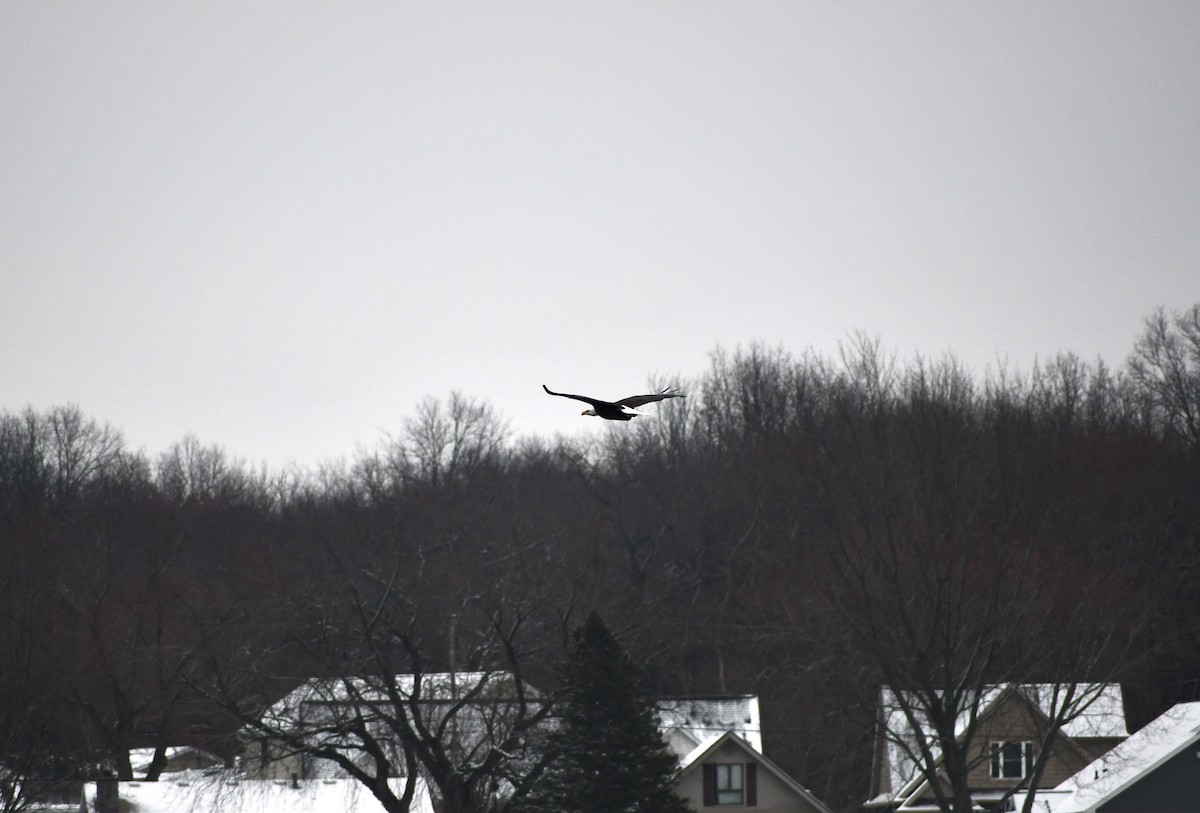 Bald Eagle - ML511817761