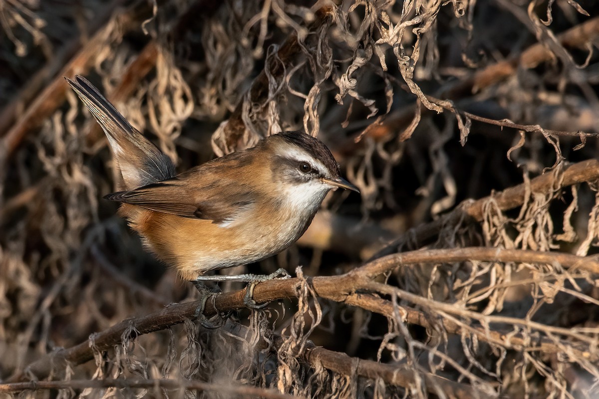 Moustached Warbler - ML511818451