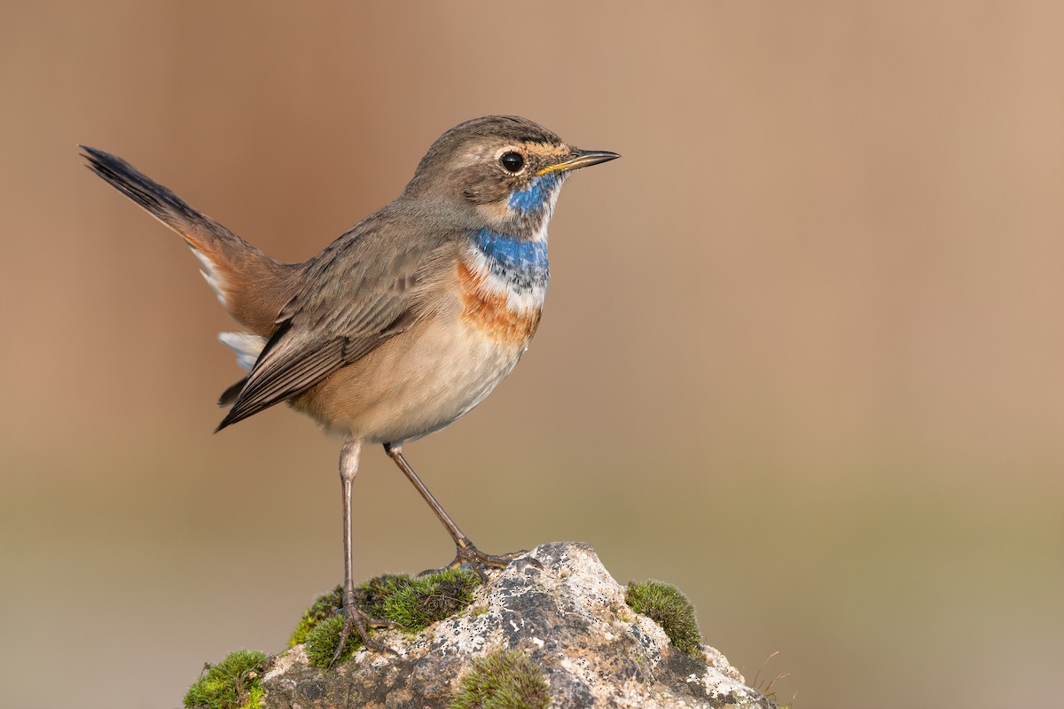 Bluethroat - ML511819091