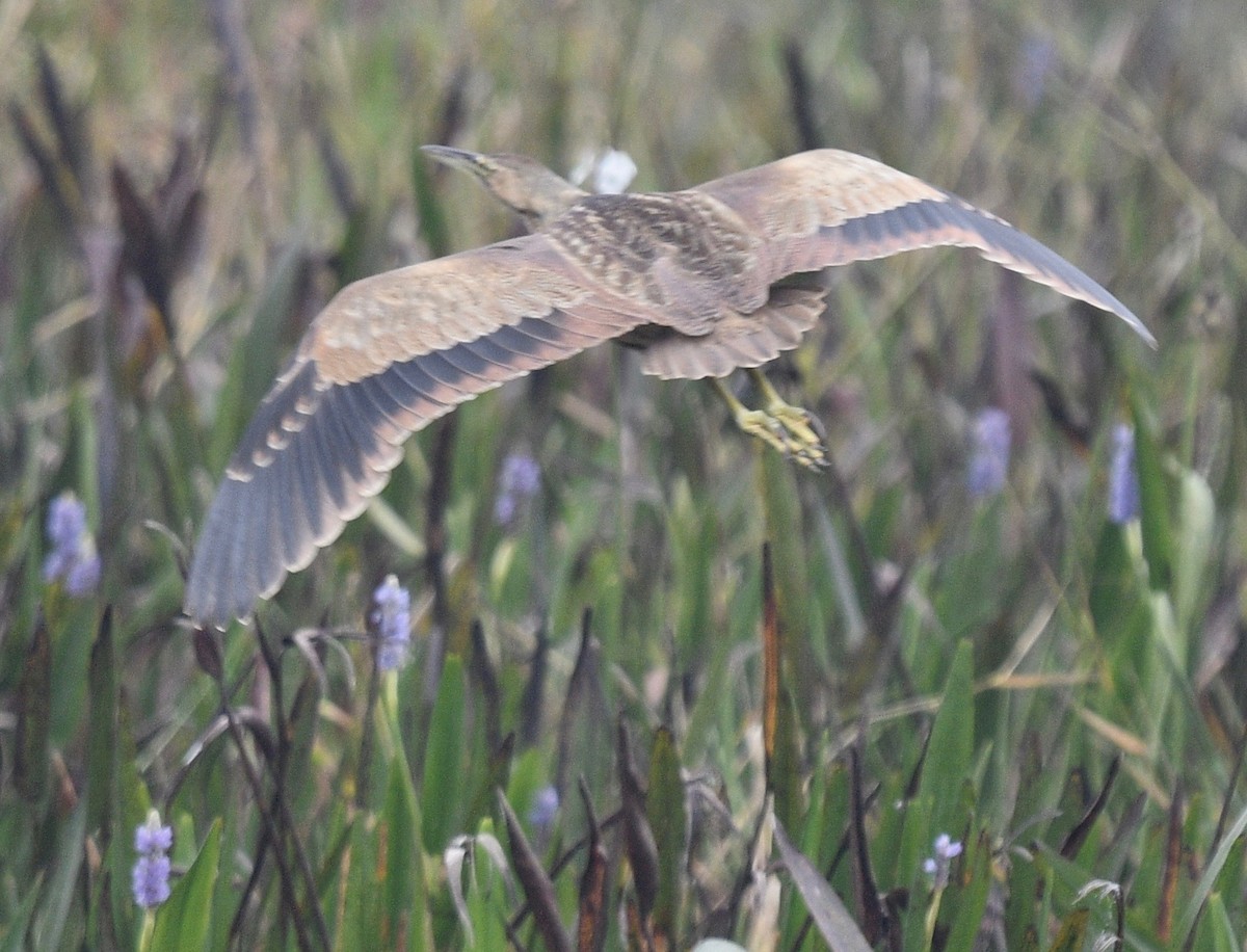 American Bittern - ML511819471