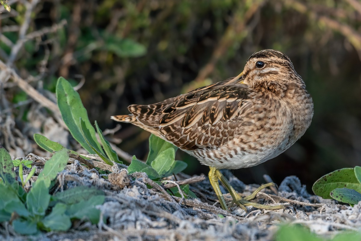 Common Snipe - ML511820001