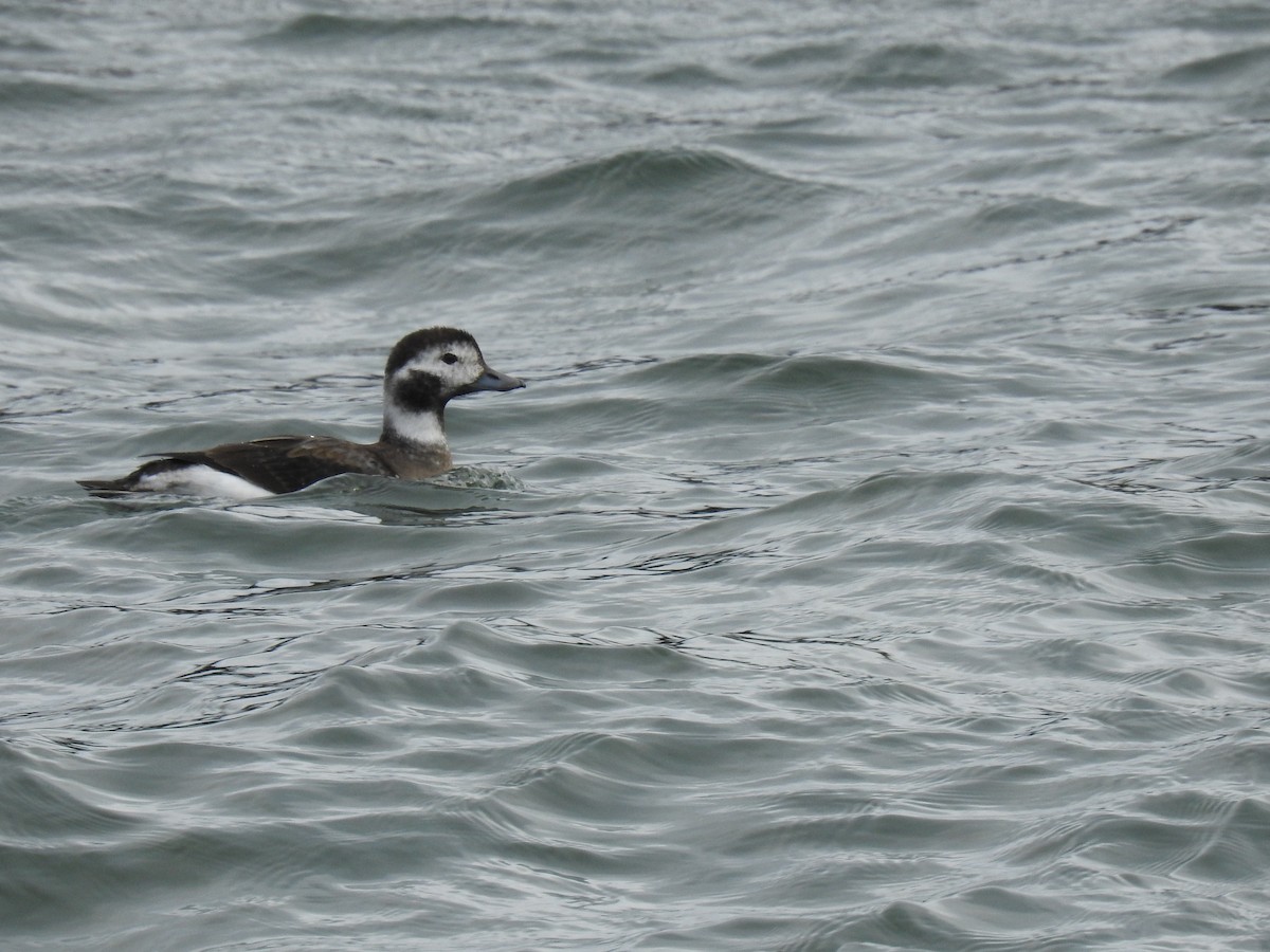 Long-tailed Duck - ML511820211