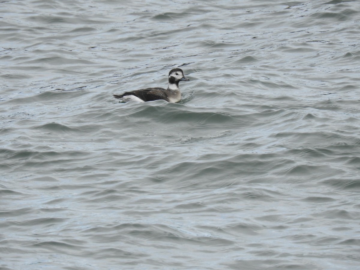 Long-tailed Duck - ML511820231
