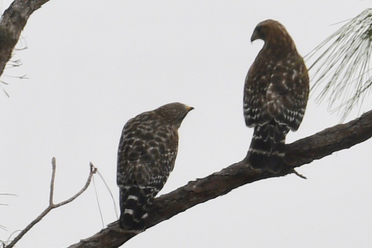 Red-shouldered Hawk - ML511820311