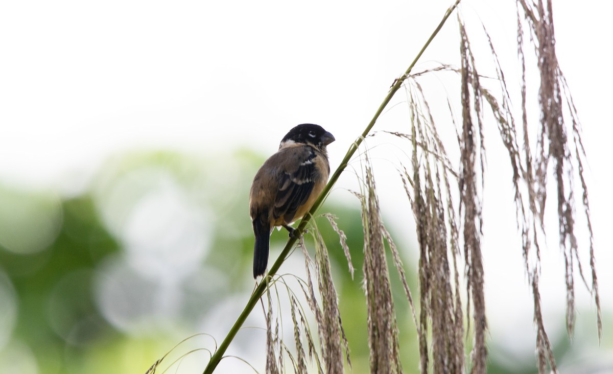 Morelet's Seedeater - ML511820731