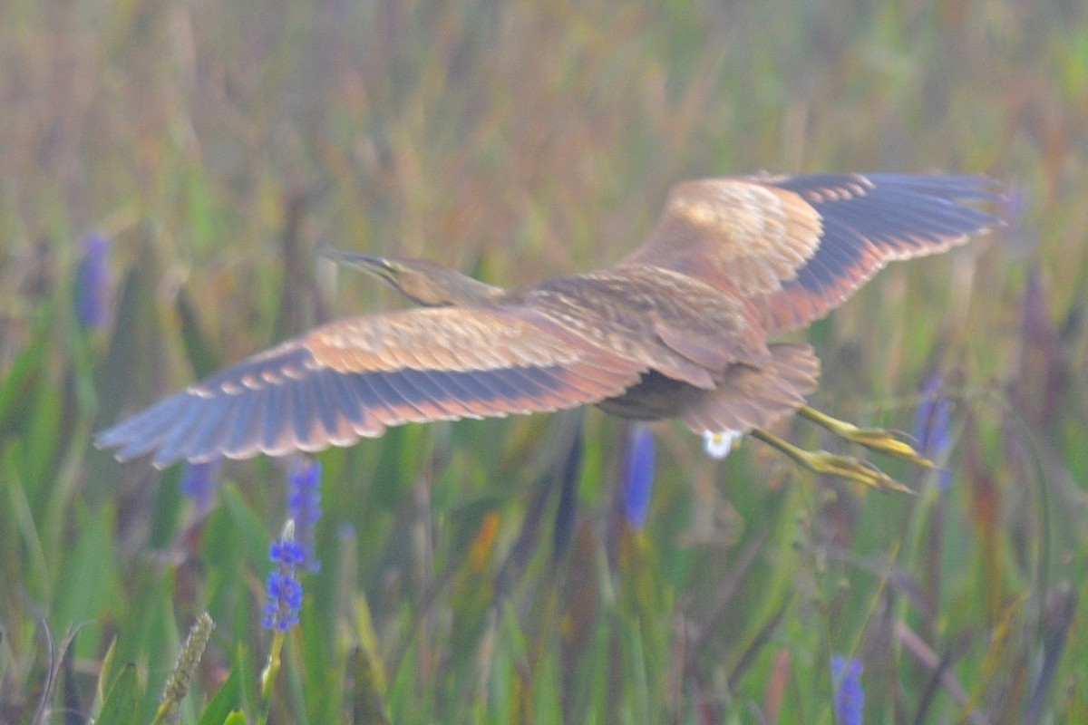 American Bittern - barbara segal