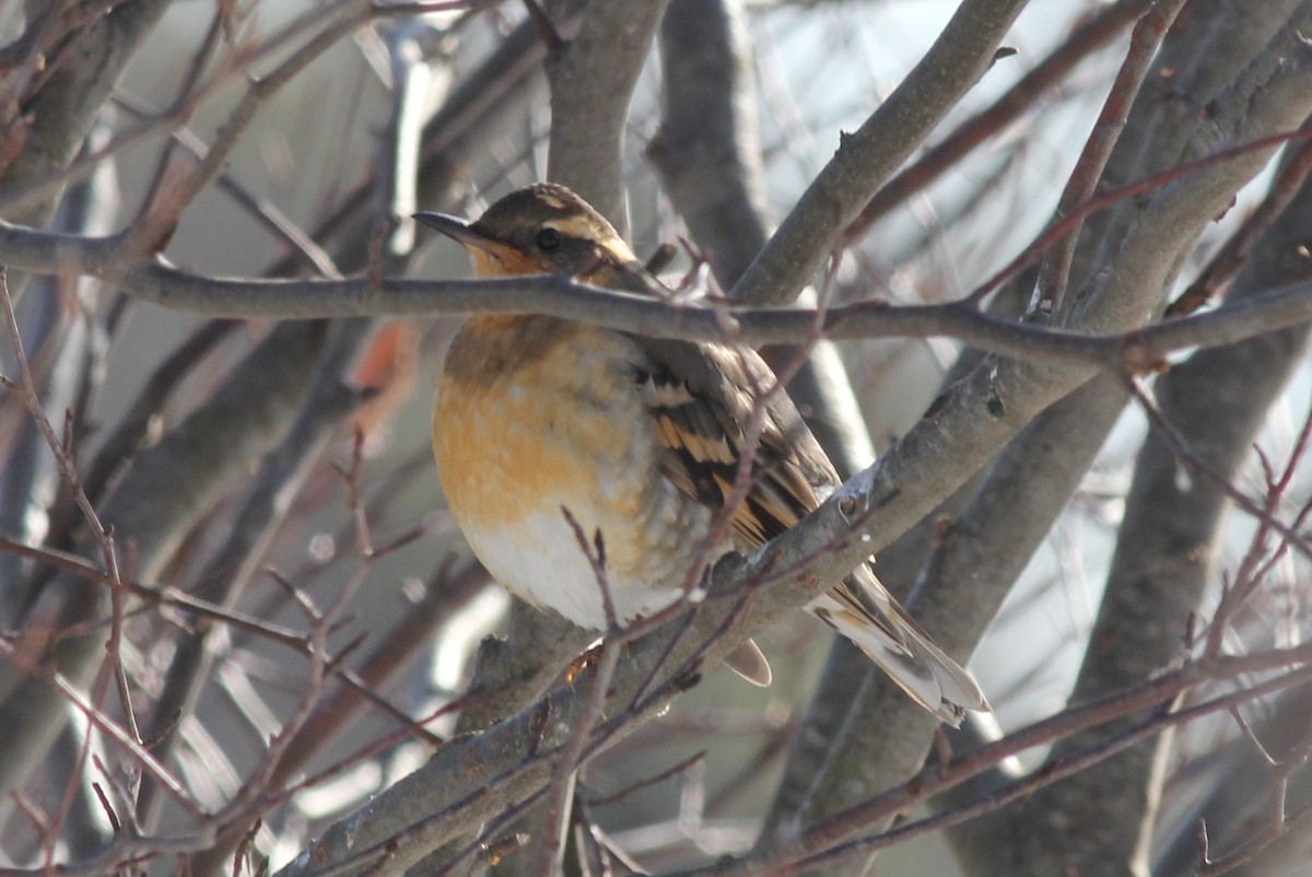 Varied Thrush - ML51182241